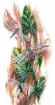 (image for) Dancing Dragonflies